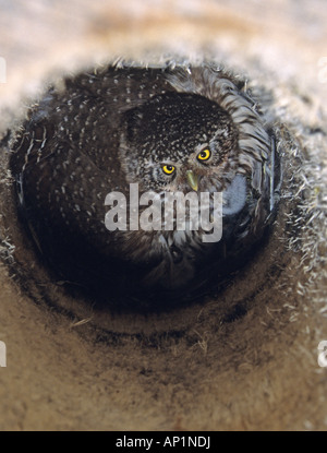 Civetta nana Glaucidium passerinum nella scatola di nido meditabondo pulcini la Finlandia può Foto Stock