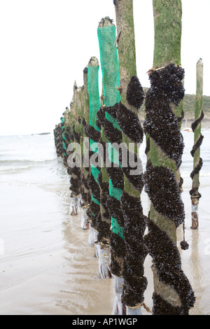 Letti di cozze in Bretagna, st cast de guildo, cotes d'amour, Bretagna Francia Foto Stock