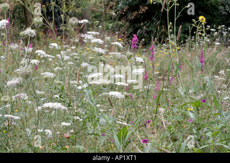 Prato di fiori selvaggi a Holbrook giardino in Devon Foto Stock
