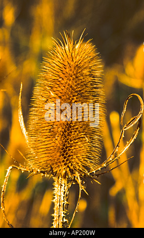 Morto testa teazel nella luce del sole di mattina Howardian riserva naturale Cardiff Foto Stock