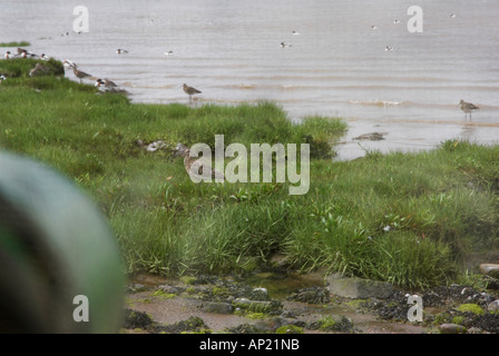 Foto degli uccelli Foto Stock