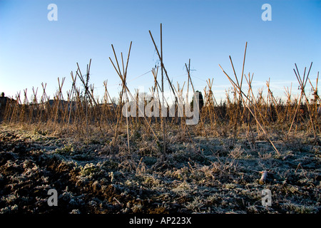 Bastoni in crescita in terreni agricoli in inverno nel Kent, Inghilterra Foto Stock