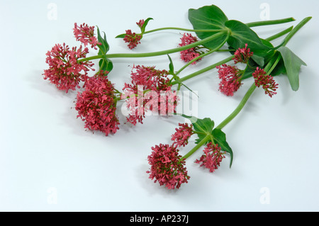 Jupiters Barba Rossa (Valeriana Centranthus ruber) fioritura stelo studio immagine Foto Stock