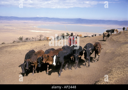 Uomo masai radunare una mandria di mucche in prossimità del bordo del cratere di Ngorongoro Tanzania Africa orientale Foto Stock