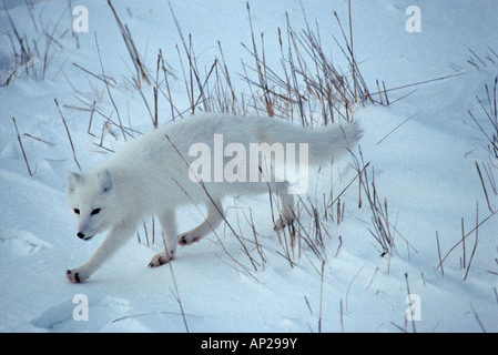 Arctic Fox Alopex lagopus in cappotto invernale camminare su tundra frozen Cape Churchill in Canada Foto Stock