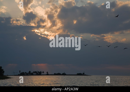 Uccelli in volo al tramonto sul Golfo del Messico off Cedar Key Florida Foto Stock