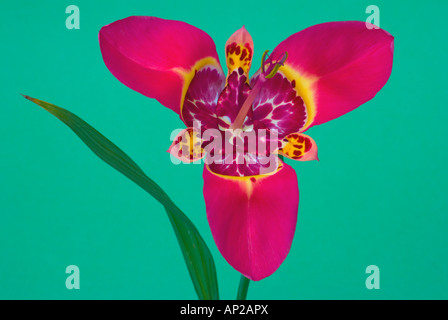 Il fiore della tigre, chiamato anche fiore del pavone, Tigridia pavonia coccinea Foto Stock