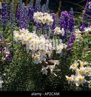 Regal gigli Lilium regale con delphiniums in estate Foto Stock