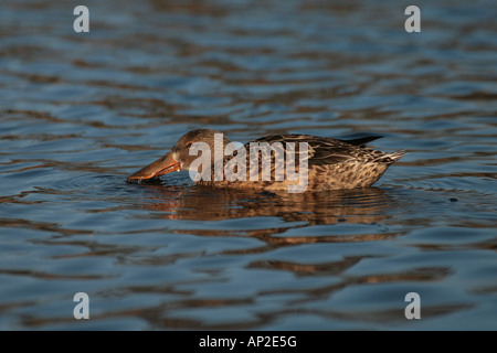 Mestolone anatra Anas clypeata femmina Foto Stock