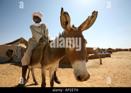 I profughi sudanesi rifugiatisi in Ciad e vivono in campi per rifugiati proprio alcuni animali come i cammelli caprini o ovini Foto Stock