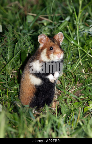 Comune di hamster (Cricetus cricetus) in piedi sulle zampe posteriori Foto Stock