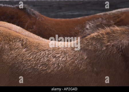 Chiudere ups dei capelli su cavalli utilizzati in Tucson Rodeo Foto Stock