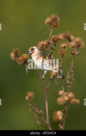 Goldfinch Cardulelis carduelis che si alimenta sul burdock Foto Stock