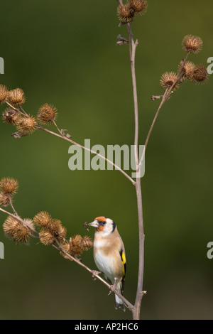 Goldfinch Cardulelis carduelis che si alimenta sul burdock Foto Stock