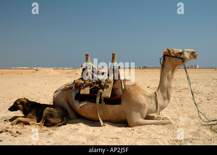Il cammello e il cane si trovano insieme in compagnia sulla spiaggia a Nuweiba in Egitto Foto Stock