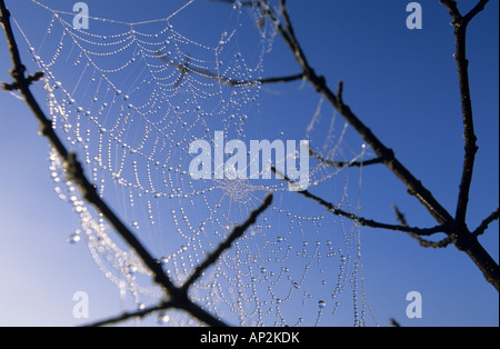 Spider Web con gocce di rugiada e sospesi tra i rami, Alta Baviera, Baviera, Germania Foto Stock