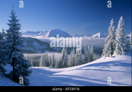 Profondamente coperta di neve in scena con abeti a Schildenstein con Rofan gamma in background, alpi bavaresi, Tegernsee, Bavari superiore Foto Stock