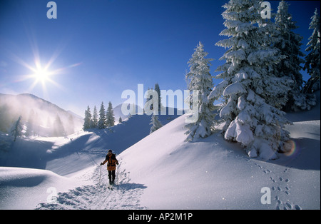 Profondamente coperta di neve in scena con abeti a Schildenstein con backcountry rider in controluce, alpi bavaresi, Tegernsee, superiore B Foto Stock