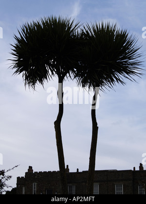 Silhouette di due palme, con il castello di Bude in background, Cornwall, Regno Unito Foto Stock