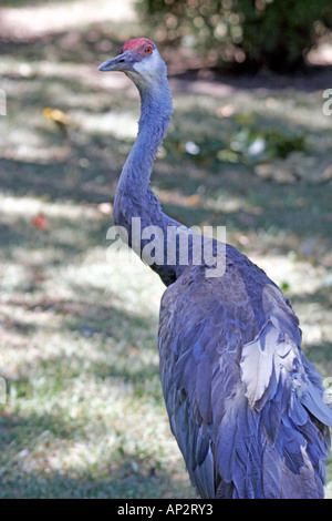 Sandhill gru (Grus canadensis), Cape May County Zoo Foto Stock