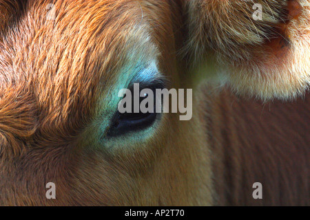Jersey testa di vacca close up close-up closeup orecchio occhio England Regno Unito Regno Unito Gran Bretagna Isole Britanniche Europa UE Foto Stock
