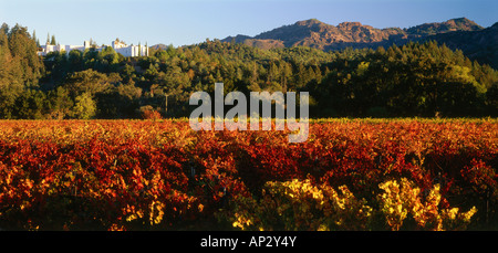 Sterling vigneti vicino a Calistoga, Napa Valley, California, USA, America Foto Stock