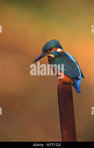 Comune di martin pescatore Alcedo atthis inverno femmina su reedmace Bedfordshire Inghilterra Foto Stock