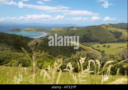 Prati pascolo per pecore, campeggio a baia sulla sinistra, Port Jackson sulla punta settentrionale della penisola di Coromandel, Nord è Foto Stock