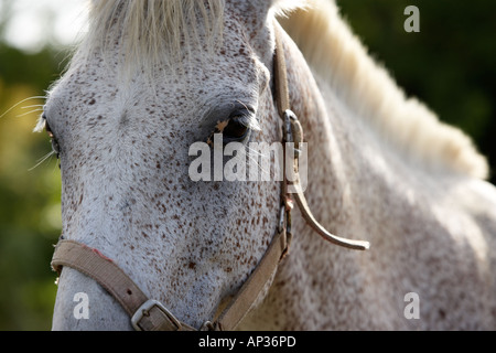 Grigio screziato cavallo Foto Stock