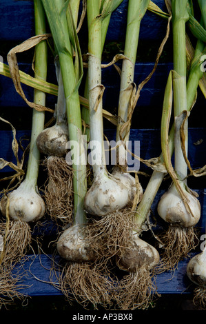 Appena raccolto aglio essiccamento al sole Foto Stock