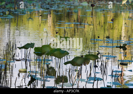 Lotus Pond, (Nelumbo nucifera), Sir Seewoosagur Ramgoolam Giardino Botanico Pamplemousses, Pamplemousses distretto, Maurizio Foto Stock