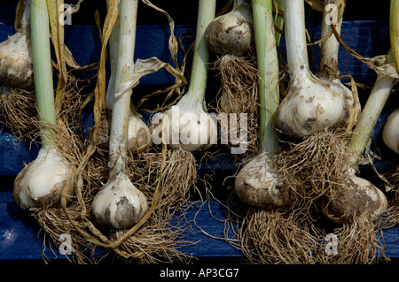 Appena raccolto aglio essiccamento al sole Foto Stock