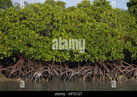 Mangrovie presso Ile aux Cerfs isola vicino Trou d'Eau Douce, Flacq distretto, Maurizio Foto Stock