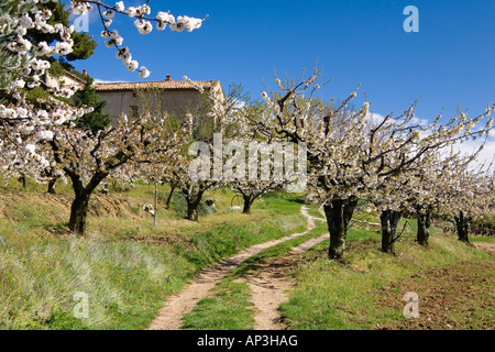Gli alberi di ciliegio fioritura, Provenza, Francia Foto Stock