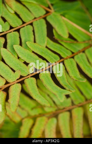 Close up dettaglio del fogliame in foglia Foto Stock