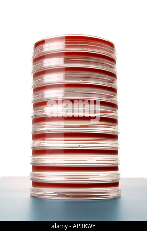 Capsule Petri con agar di sangue Foto Stock