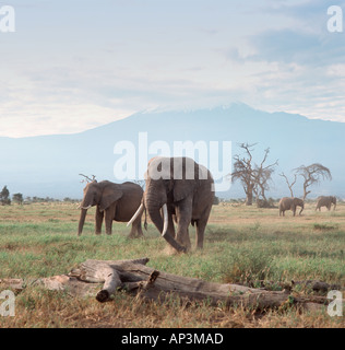 Gli elefanti nella parte anteriore del Monte Kilimanjaro, Amboseli National Park, Kenya, Africa orientale Foto Stock