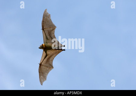 Paglia colorata frutta Bat Eidolon helvum Kasanka National Park nello Zambia in volo vista da sotto le ali distese Foto Stock