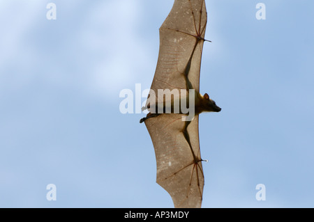 Paglia colorata frutta Bat Eidolon helvum Kasanka National Park nello Zambia in volo Foto Stock