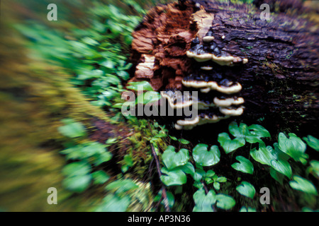 Staffa funghi su un registro il parco nazionale di Olympic Washington Foto Stock