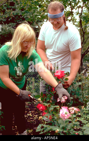 I giardinieri di età 39 coltivando la vincita di rose. Edina Minnesota MN USA Foto Stock