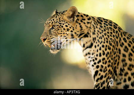 Leopardo asiatico Foto Stock