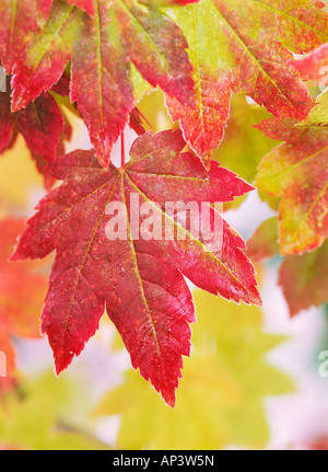 Vite foglie d'acero Foto Stock
