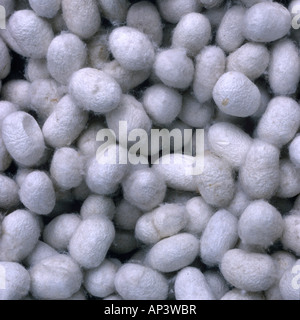 Bozzoli di bachi da seta, Bombice mori, bozzoli di seta che si dipana. Foto Stock