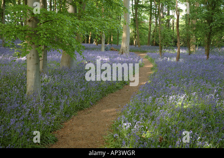 Bluebell boschi, Coton Manor Gardens, Northamptonshire, England, Regno Unito Foto Stock