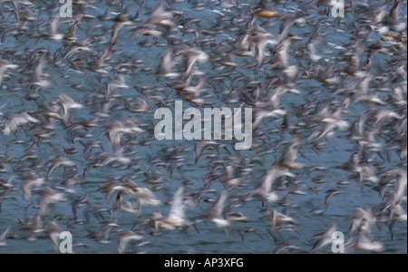 Nodo canutus Caldris il lavaggio NORFOLK REGNO UNITO Foto Stock