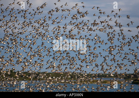 Nodo canutus Caldris il lavaggio NORFOLK REGNO UNITO Foto Stock