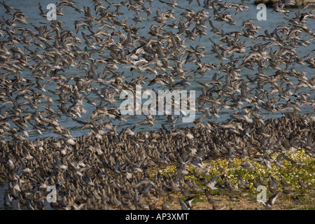 Nodo canutus Caldris il lavaggio NORFOLK REGNO UNITO Foto Stock