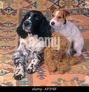 English Springer Spaniel Jack Russell Teddy Foto Stock