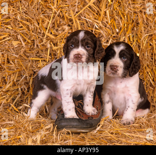 English Springer Spaniel cuccioli Foto Stock